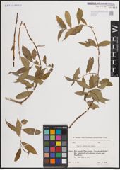 Foto von Salix myrsinifolia Salisb.
